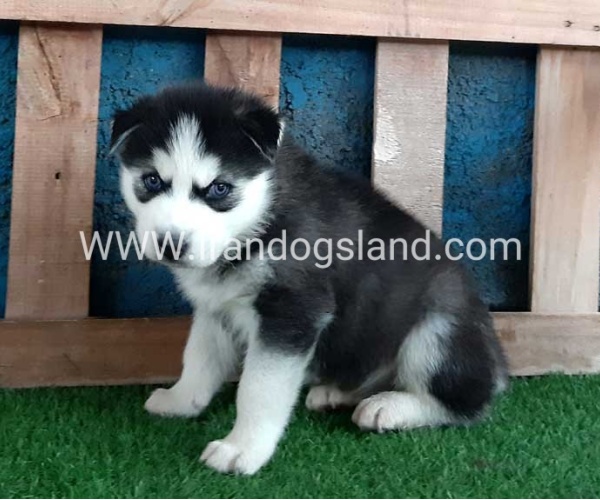 --husky-256_3
