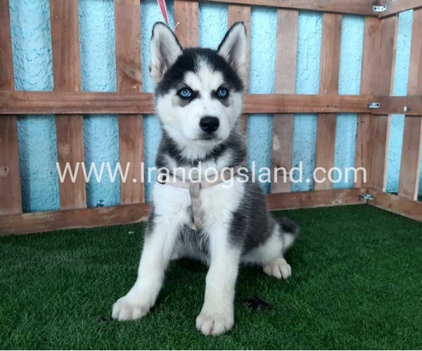 --husky-257_4