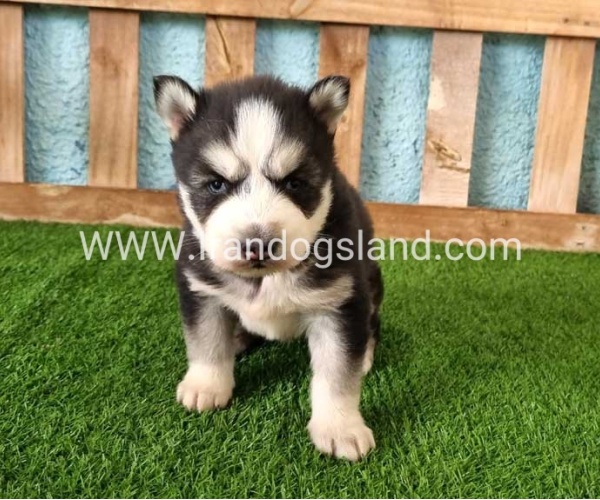 --husky-281_6