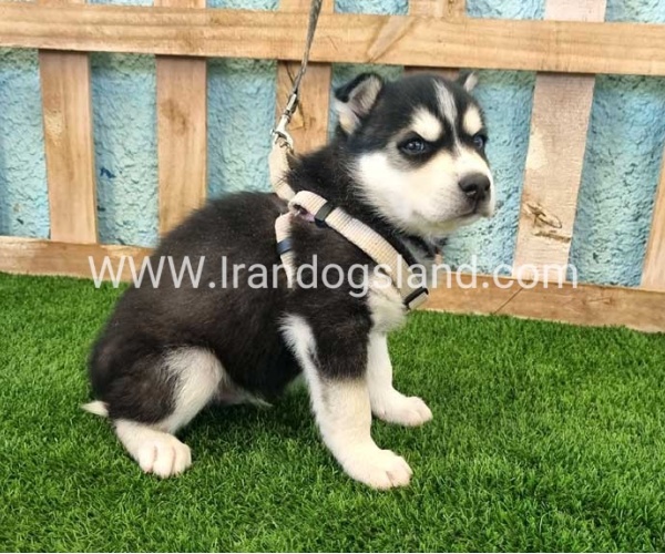--husky-293_4