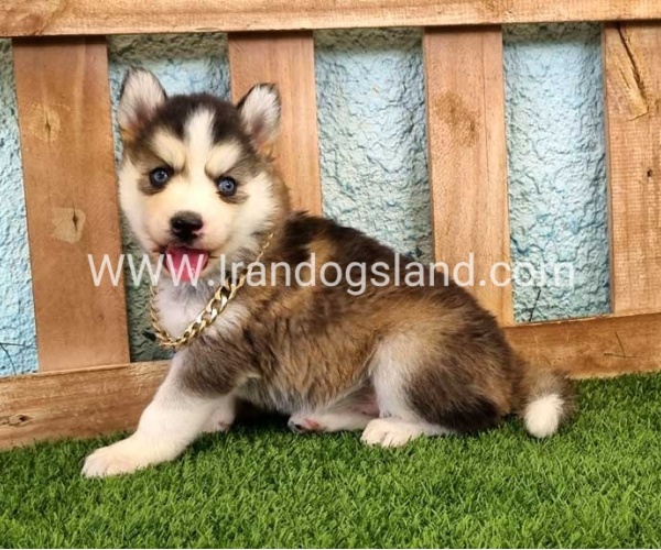 --husky-320_12