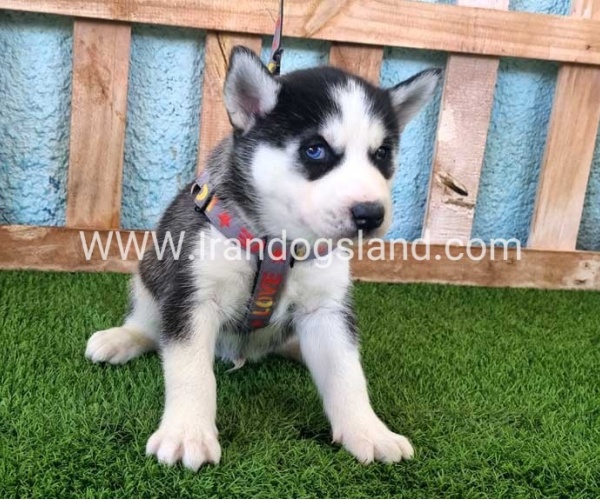 --husky-361_6