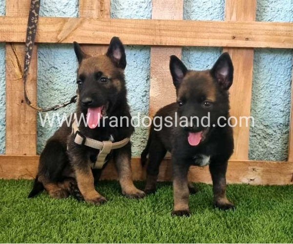 --malinois-112_3_1458033109