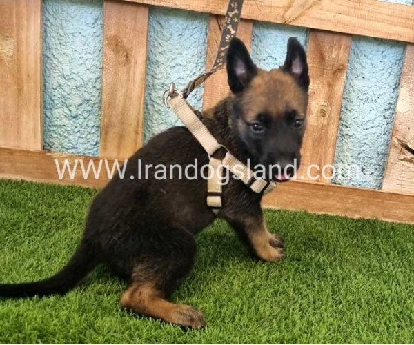 --malinois-113_1