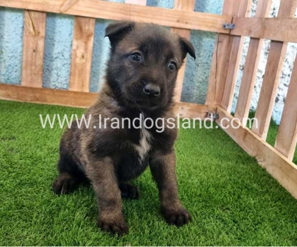 --malinois-129_8