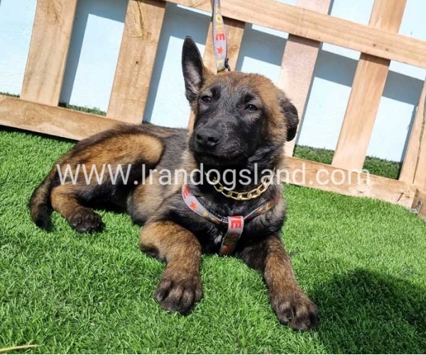 --malinois-144_4