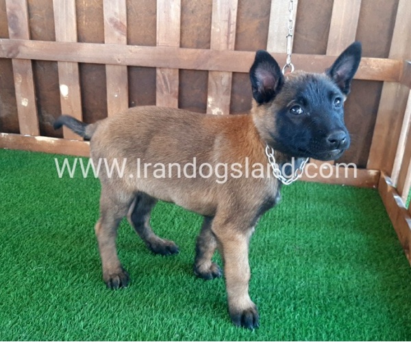 --malinois-15_2