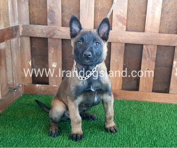 --malinois-15_3