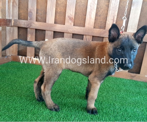 --malinois-15_9