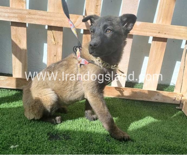 --malinois-161_3