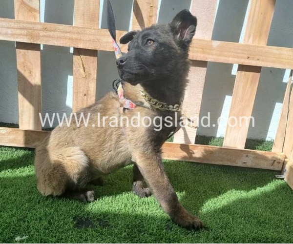 --malinois-161_4