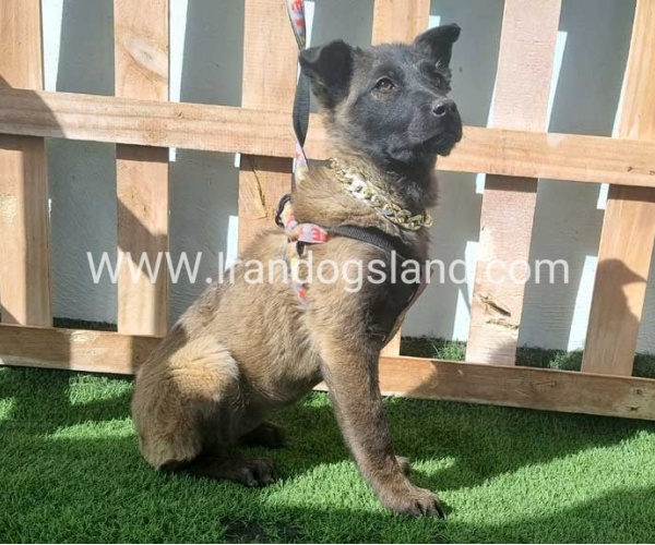 --malinois-161_6