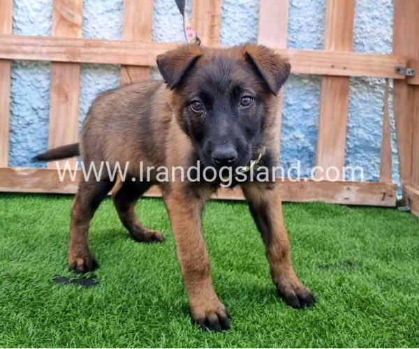 --malinois-163_1