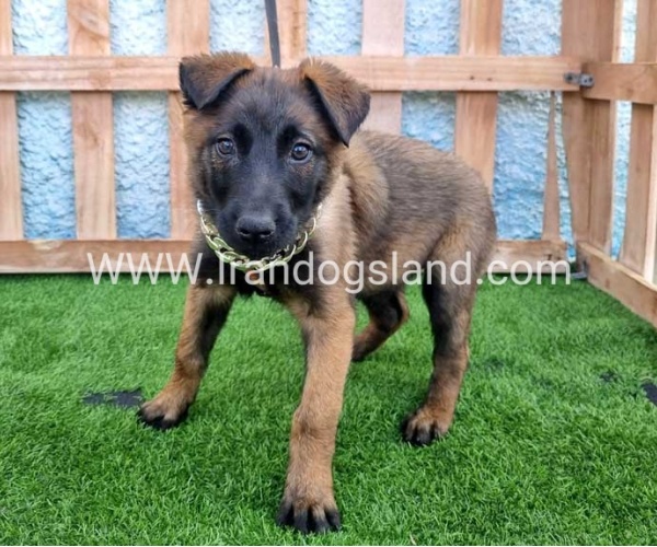 --malinois-163_2