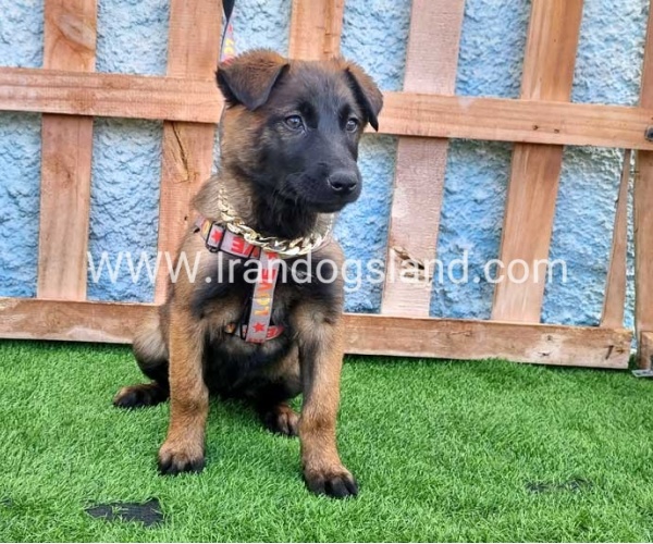 --malinois-163_6