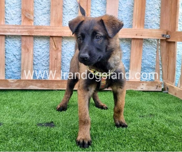 --malinois-163_8