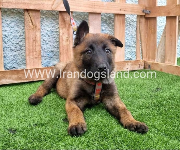 --malinois-164_1