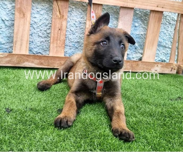 --malinois-164_11