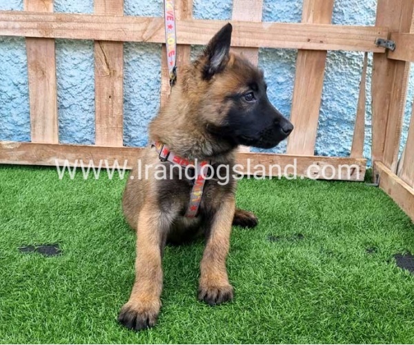 --malinois-164_2