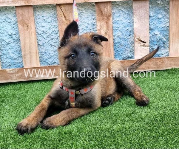 --malinois-164_4