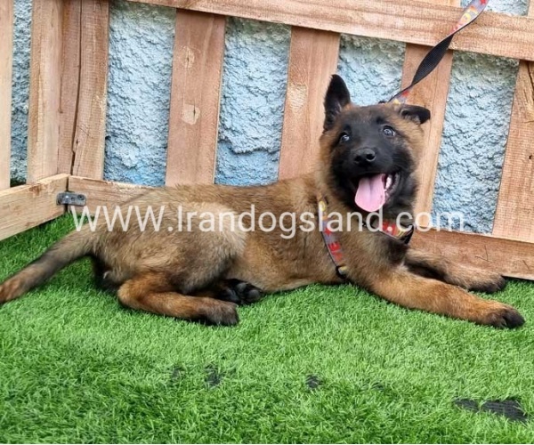 --malinois-164_9