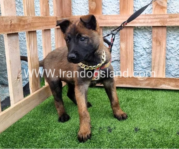 --malinois-165_8