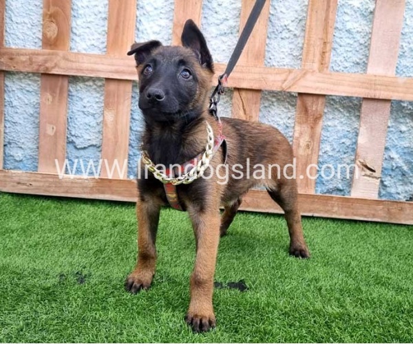 --malinois-167_1