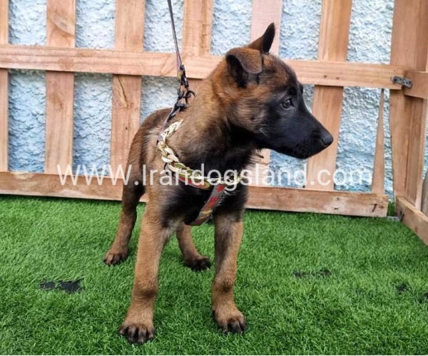 --malinois-167_5