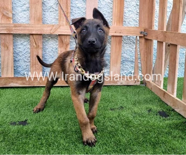 --malinois-167_7