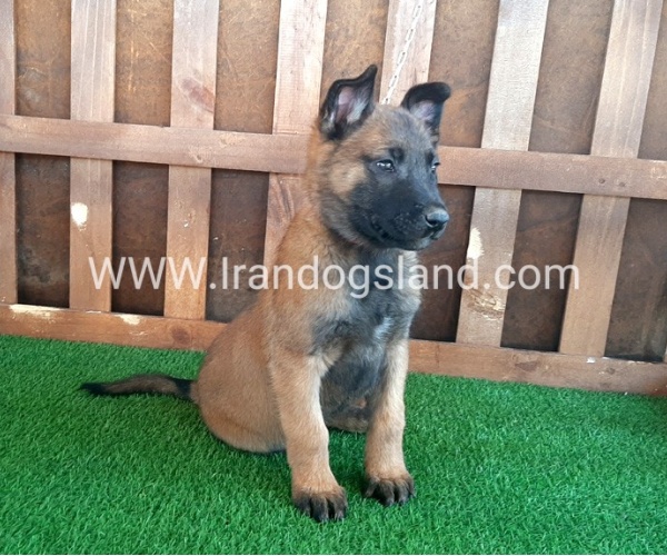 --malinois-16_12