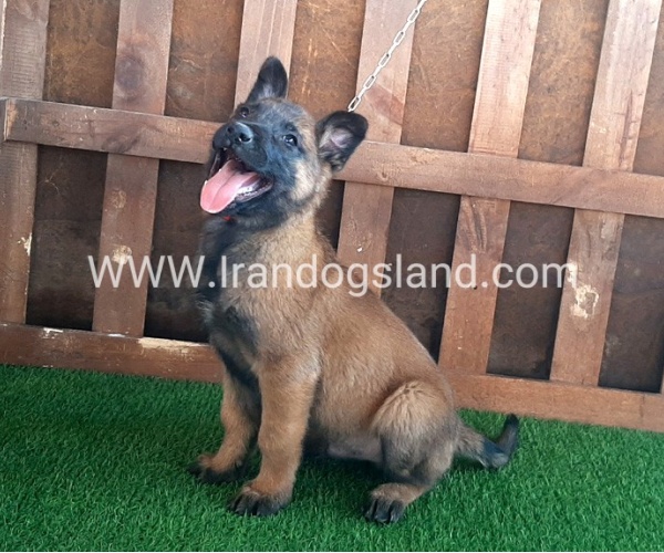 --malinois-16_8