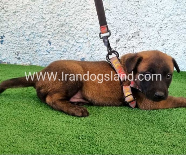 --malinois-171_10