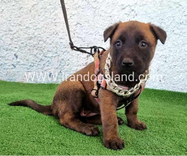 --malinois-171_11