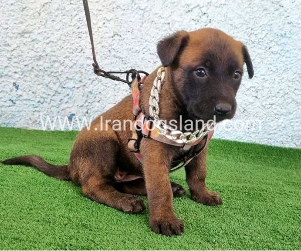 --malinois-171_12