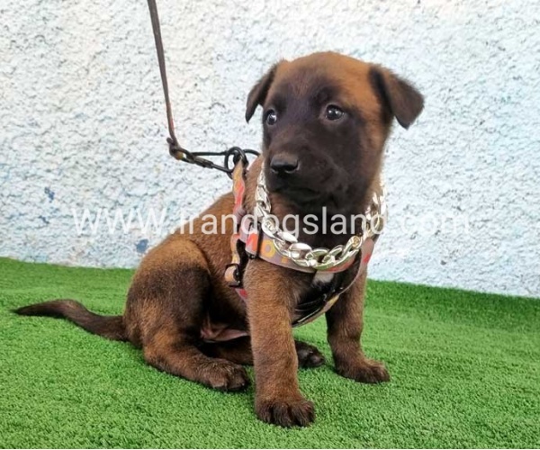 --malinois-171_13