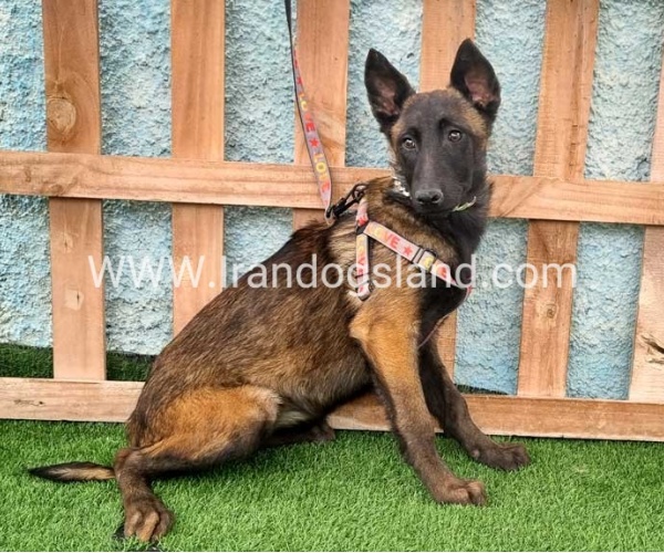 --malinois-171_2