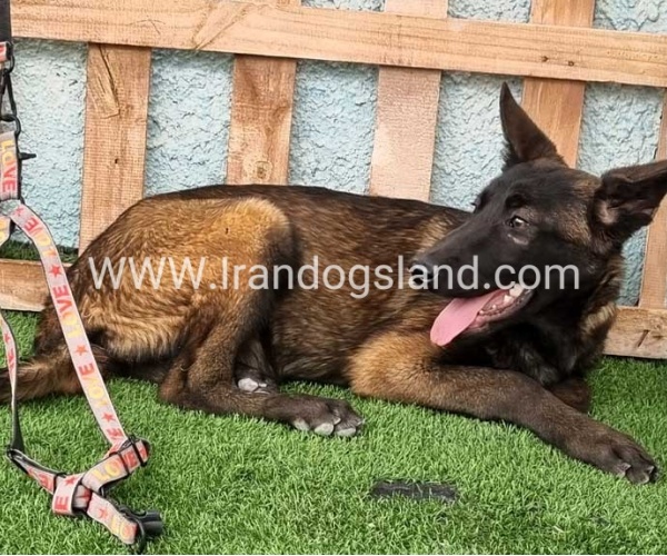 --malinois-171_5