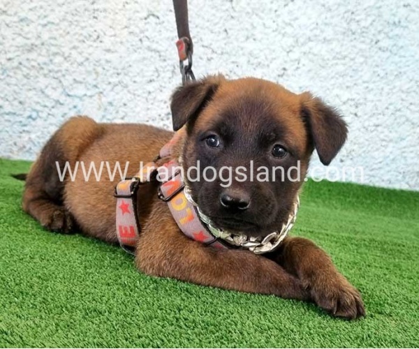 --malinois-171_7