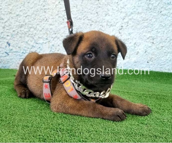 --malinois-171_8