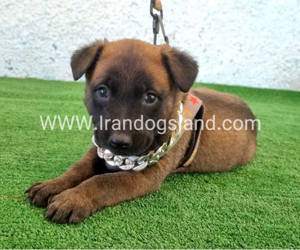--malinois-171_9