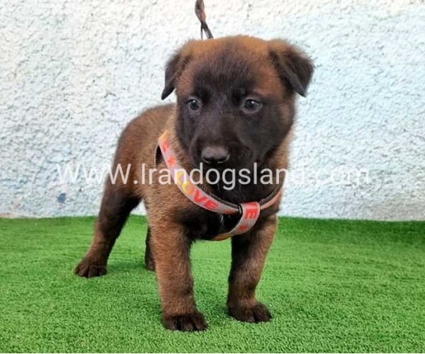--malinois-174_1