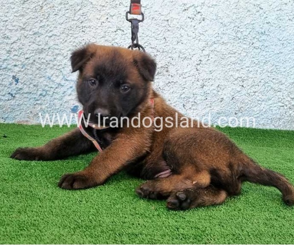 --malinois-174_3