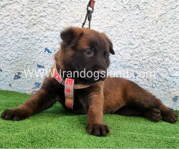 --malinois-174_4