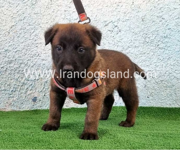 --malinois-174_5