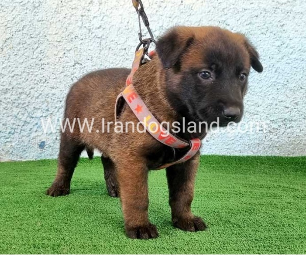 --malinois-174_6