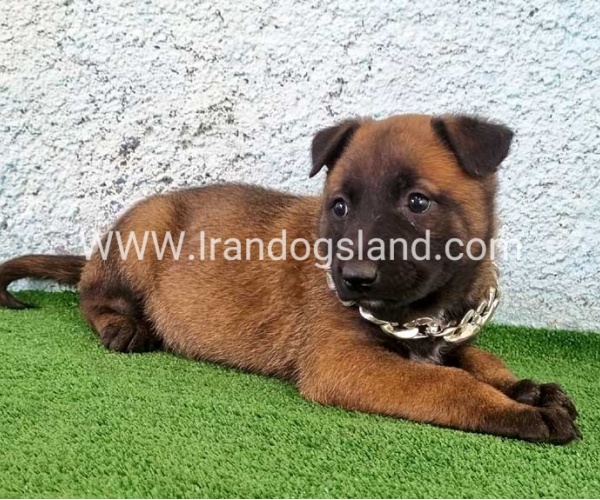 --malinois-175_1