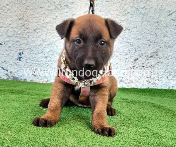 --malinois-175_2