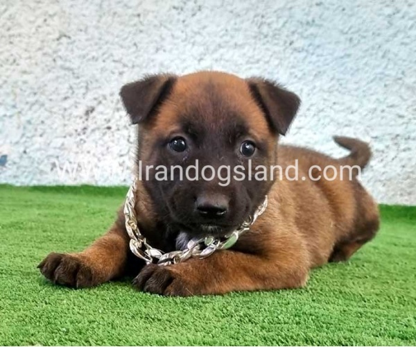 --malinois-175_3