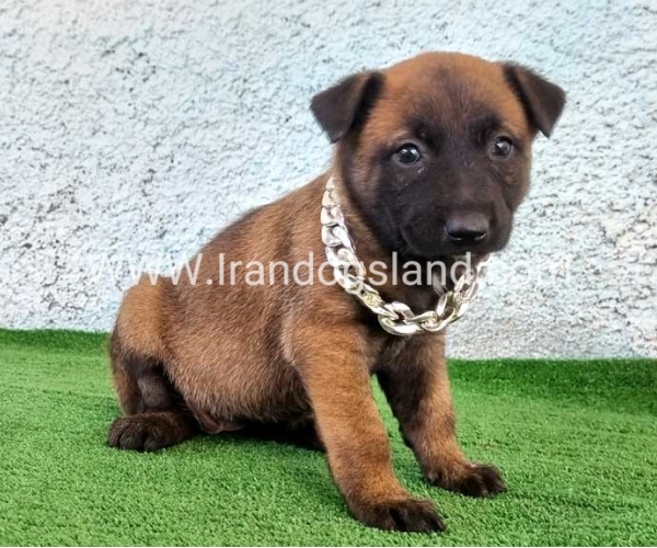 --malinois-175_4