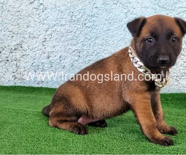 --malinois-175_5